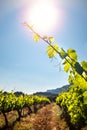 Vertical shot of grapevine leaves in vineyard.