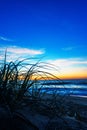 Vertical shot of grass at the North Entrance Beach