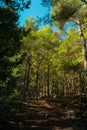 Vertical shot of a grassless land full of tall green trees on a sunny day