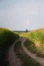 Vertical shot of a gravel road between corn fields in countryside Royalty Free Stock Photo