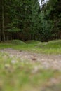 Vertical shot of a Gravelroad in a forest Royalty Free Stock Photo