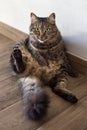 Vertical shot of a gray cat chilling on the ground - laziness concept