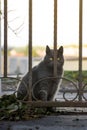 Vertical shot of a gray cat sitting behind gates Royalty Free Stock Photo