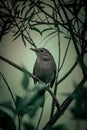 Vertical shot of a gray catbird (Dumetella carolinensis) perched on a branch Royalty Free Stock Photo