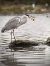 Vertical shot of a gray heron perched on the rock in the lake with a fish in the beak Royalty Free Stock Photo