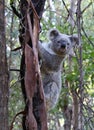 Vertical shot of a gray koala hanging on a tree