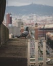 Vertical shot of a gray pigeon perched on a building over a view Royalty Free Stock Photo