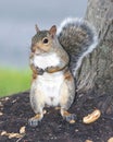 Vertical shot of a gray squirrel standing by a maple tree in a park in daylight Royalty Free Stock Photo
