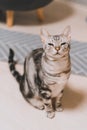 Vertical shot of a gray tabby cat sitting on a white surface with a sleepy face Royalty Free Stock Photo
