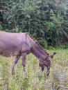 Vertical shot of a grazing mule in a field at daytime in the countryside Royalty Free Stock Photo