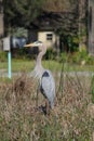 Vertical shot of a great blue heron standing tall on a grass in sunlight Royalty Free Stock Photo