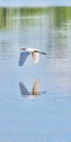 Vertical shot of a Great egret flying with its reflection visible on the surface of the water Royalty Free Stock Photo