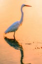 Vertical shot of a great egret and its reflection in the water captured in the sunset Royalty Free Stock Photo