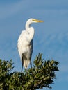 Vertical shot of a great egret standing on tree Royalty Free Stock Photo