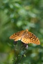 Vertical shot of a Great spangled fritillary on flower buds in a blur