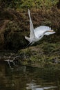 Vertical shot of a great white egret (Ardea alba), from heron family flying over swamp Royalty Free Stock Photo