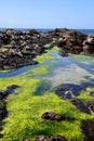 Vertical shot of green algal water area by the rocky shore