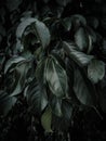 Vertical shot of green American bladdernut plant leaves