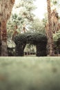 Vertical shot of green arch tree in a garden Royalty Free Stock Photo