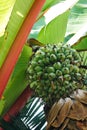 Vertical shot of green bananas ripening on a tree Royalty Free Stock Photo