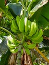 A vertical shot of green bananas on the tree Royalty Free Stock Photo