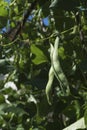 Vertical shot Green Beans Plant Garden