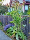 Vertical shot of a green cardoon plant growing in the front of a house Royalty Free Stock Photo