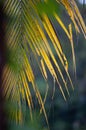 Vertical shot of a green coconut leaf in Cianjur, Indonesia, on a blurred background Royalty Free Stock Photo