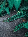 Vertical shot of green creeping plant on the ground