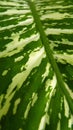 Vertical shot of green dieffenbachia plant