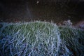 Vertical shot of green grass and a muddy ground at nighttime Royalty Free Stock Photo