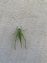 Vertical shot of a green grasshopper on concrete wall background