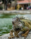 Vertical shot of a green iguana lizard resting on a stone by the lake Royalty Free Stock Photo