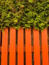Vertical shot of green leaes over a wooden fence Royalty Free Stock Photo
