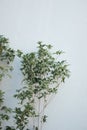 Vertical shot of green leafed plant branches near white wall Royalty Free Stock Photo
