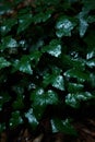 Vertical shot of green leaves covered with dewdrops Royalty Free Stock Photo