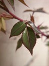 Vertical shot of green leaves with red edges Royalty Free Stock Photo