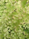 Vertical shot of green maidenhair fern leaves