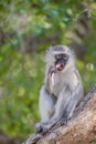 Vertical shot of a Green monkey eating sitting on the thick branch of the tree Royalty Free Stock Photo