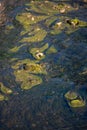 Vertical shot of green mossy swamp on low water level on sunny day Royalty Free Stock Photo