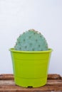 Vertical shot of a green pot of Opuntia Aciculata cactus