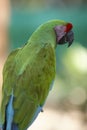 Vertical shot of a green Red-lored amazon parrot Royalty Free Stock Photo