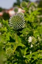 Vertical shot of a green round plant called Echinops Royalty Free Stock Photo