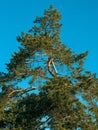 Vertical shot of a green Scotch pine tree against a cloudless blue sky