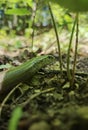 Vertical shot of a green slow worm snake