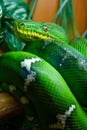 Vertical shot of a green snake with white and blue marks on its skin Royalty Free Stock Photo