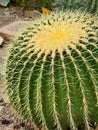 Vertical shot of a green spiky cactus Royalty Free Stock Photo