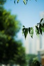 Vertical shot of a green tree branches under the sun Royalty Free Stock Photo