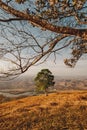 Vertical shot of a green tree with an overlooking view of a river and mountains under the clear sky