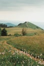 Vertical shot of the green valley with a hiking path in the background of a meadow Royalty Free Stock Photo